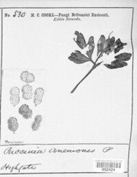 Puccinia anemones image